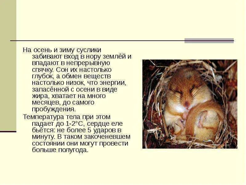 Домашние хомяки впадают в спячку. Презентация на тему суслик. хомяки впадают в спячку. суслик впадает в спячку. суслик впадает в спячку зимой.
