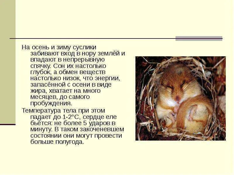 Что такое спячка в биологии. Суслик впадает в спячку зимой. Животные в спячке. Хомяки впадают в спячку. Суслик впадает в спячку.