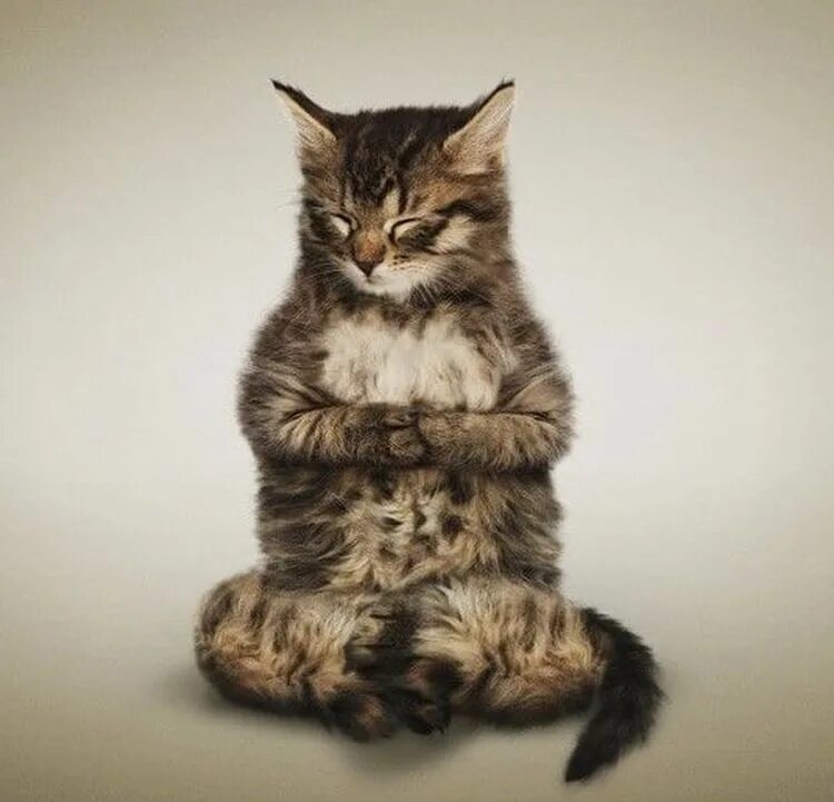 Переживающий кот. Кот медитирует. котенок медитирует. спокойствие кот. котик дзен.