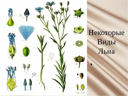 Виды льна