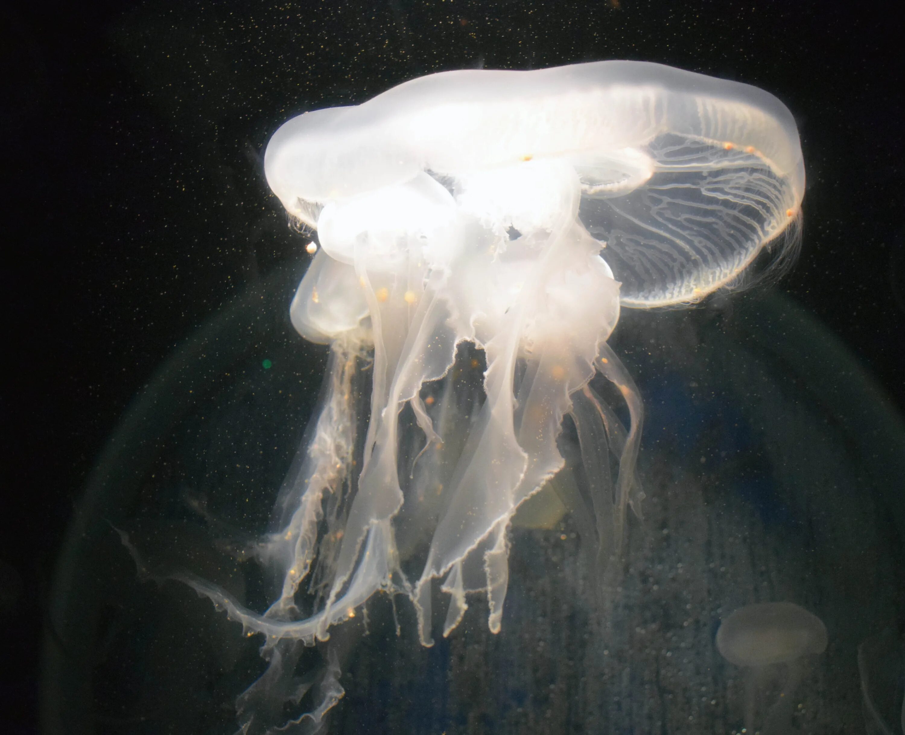 Беспозвоночные медузы. Пелагия ночесветка (pelagia noctiluca). Медуза атолла. Медуза (биология). Cephea медуза.
