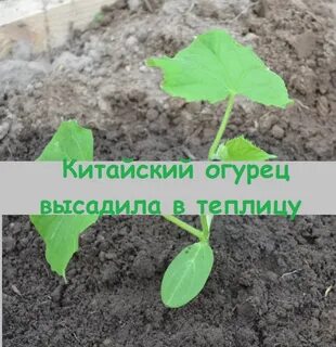 Сажаем огурцы в теплице рассадой в мае