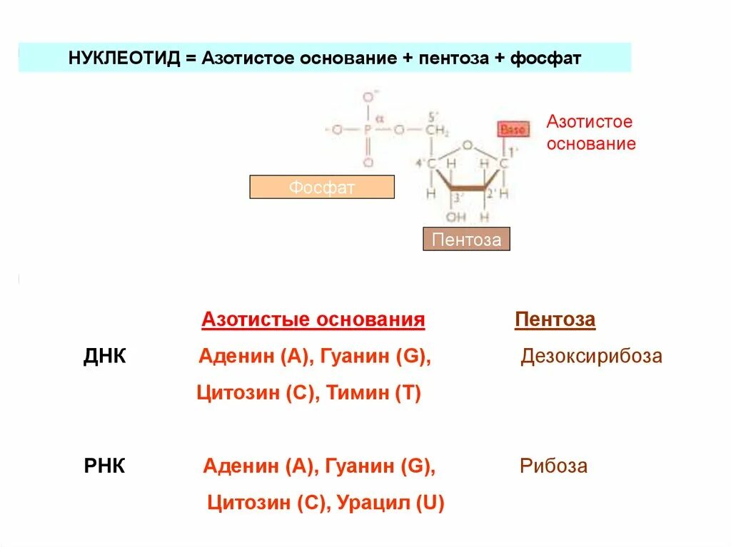 Нуклеотиды. Азотистые основания нуклеотидов. Строение нуклеотида. Структура нуклеотида.