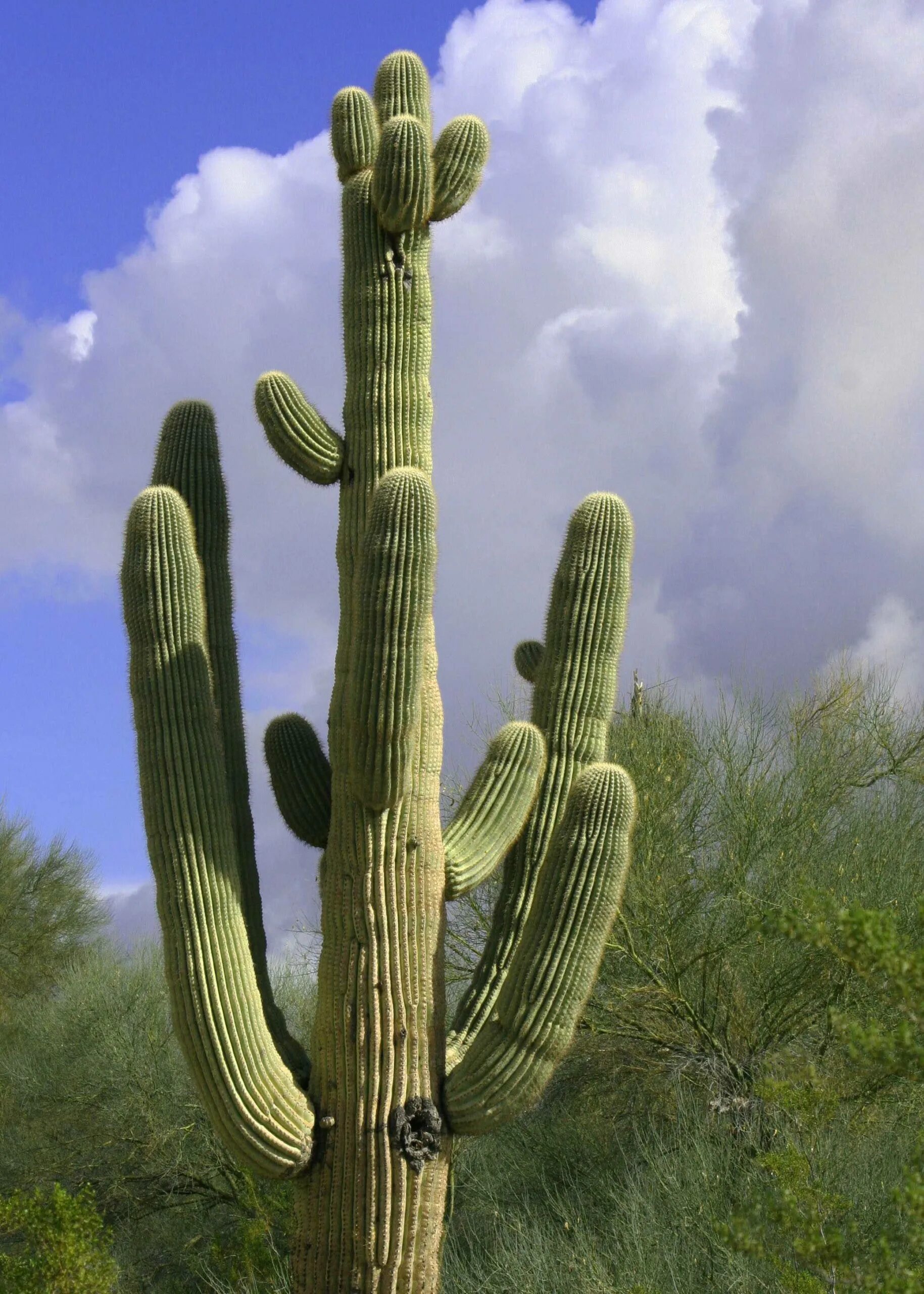 Mexican cactus. Цереус карнегия. Сагуаро, цереус гигантский. Карнегия древовидная. Кактус Сагуаро.