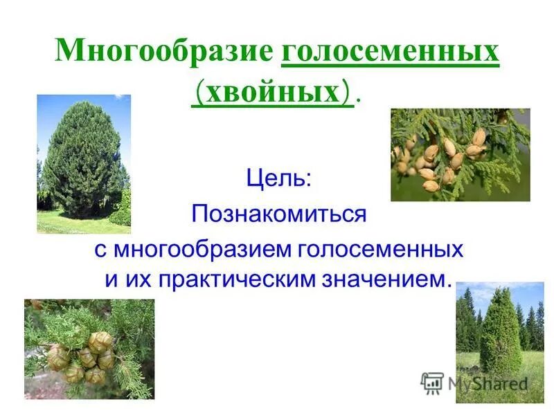 Отдел голосеменные лиственница. Представители хвойных голосеменных растений. Строение листьев хвойных. Значение голосеменных растений. Хвойник голосеменных.