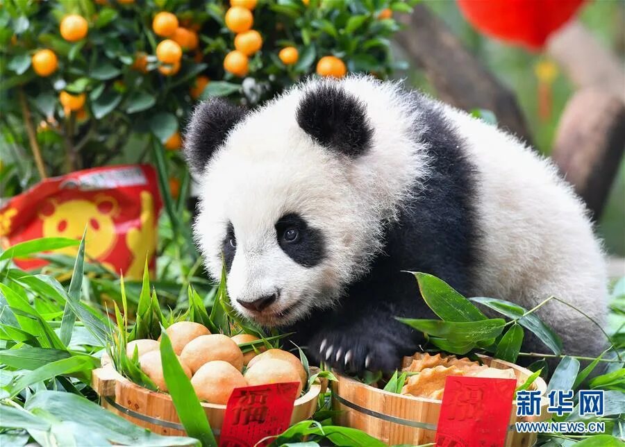 Включи новую панду. Новогодняя Панда. Панда с детёнышем. Большая Панда. Панда праздник.