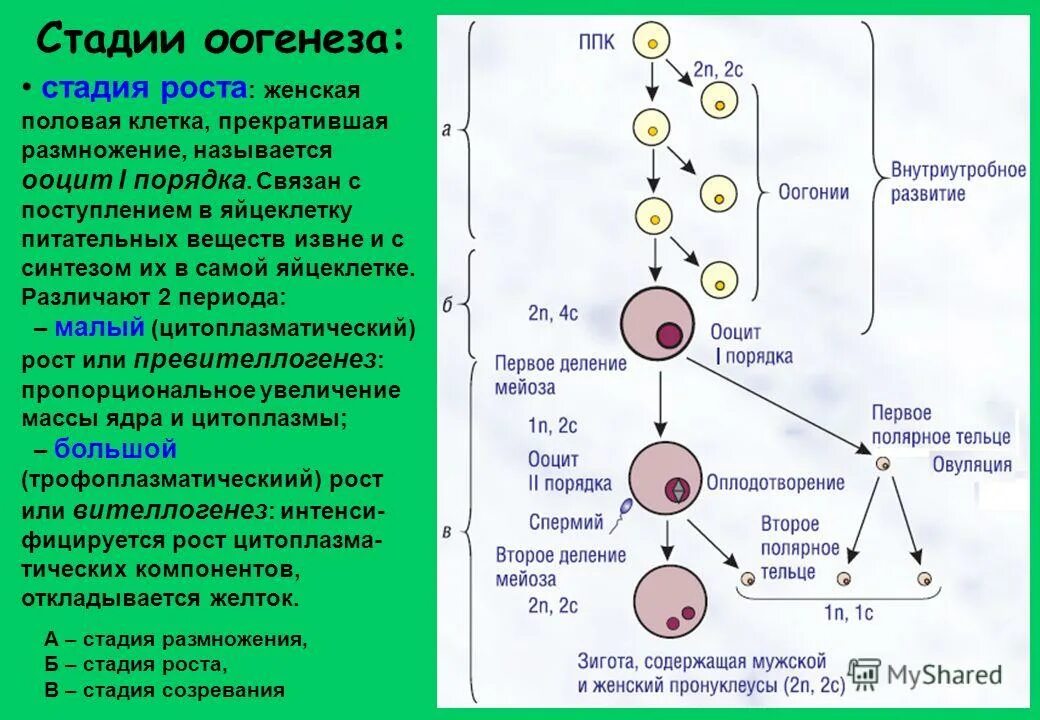 Образование половых клеток мейоз схема. Гаметогенез это периоды овогенеза. Процесс развития клетки. 1 стадия период размножения. Образование половых клеток гаметогенез таблица.
