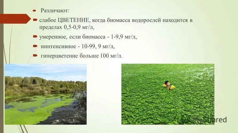 Цианобактерии эвтрофикация. Благовещенская коса цветет море. Какая водоросль вызывает цветение. Нейстонные водоросли. Цветение воды цианобактерии.