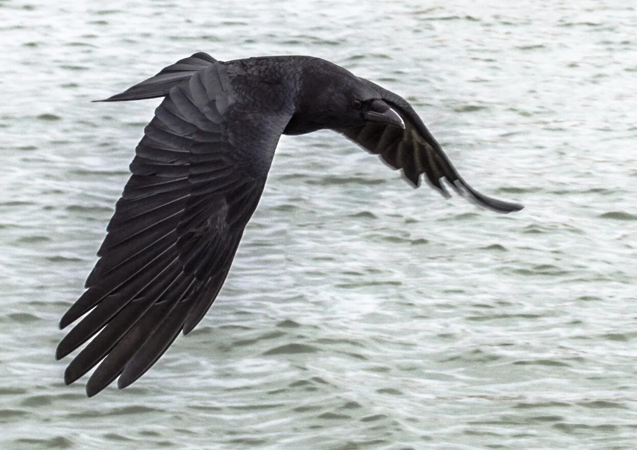 Большие черные птицы. Sea crow. Черный ворон. Sea crow. Водный ворон.