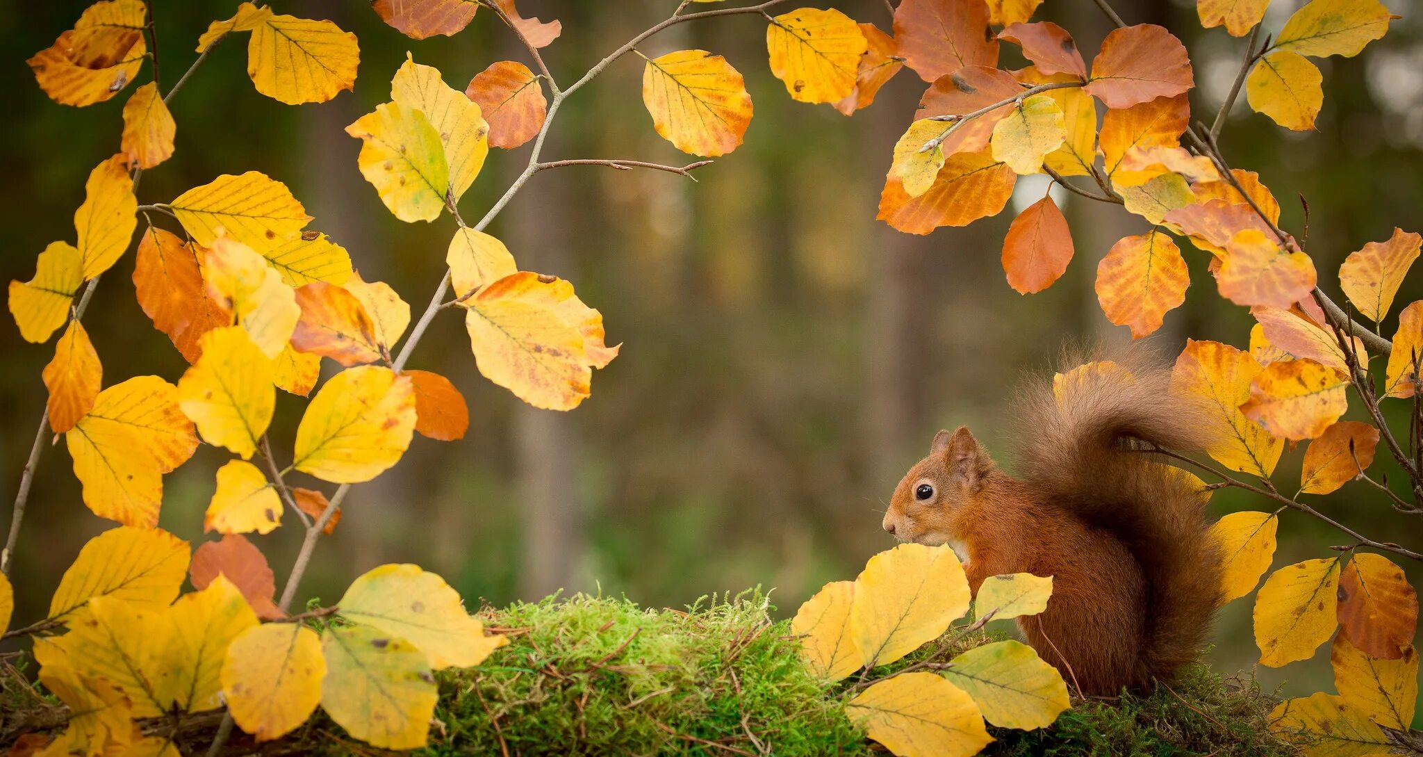 Осень с белками. Осень животные. Осень белка. Осенний пейзаж с животными. Осень звери.