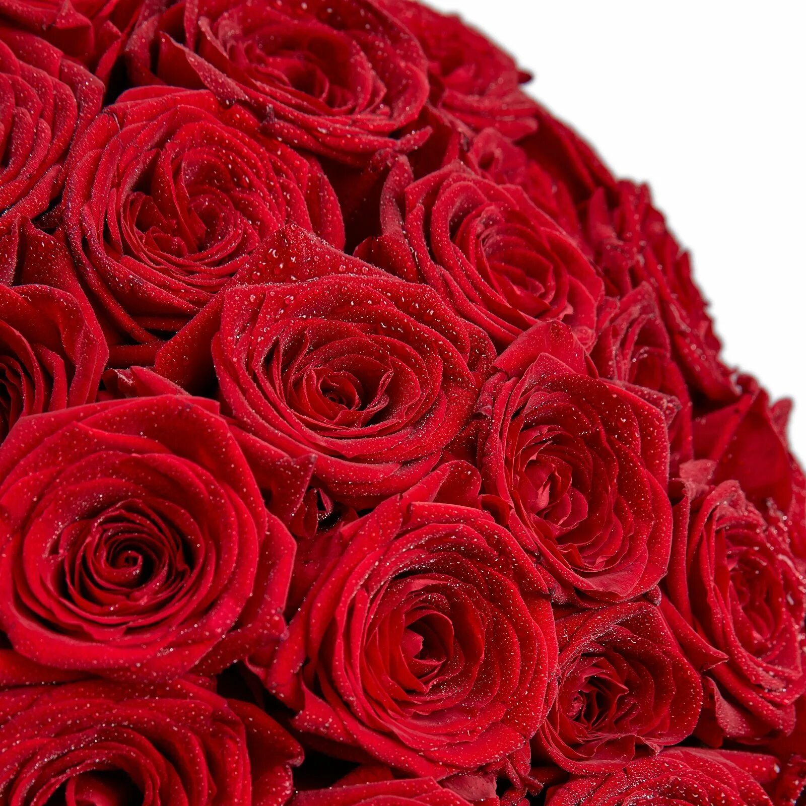 В букете было красных роз. Большой букет красных роз. Шикарный букет красных роз. Огромный букет красных роз. Красивый красный букет.