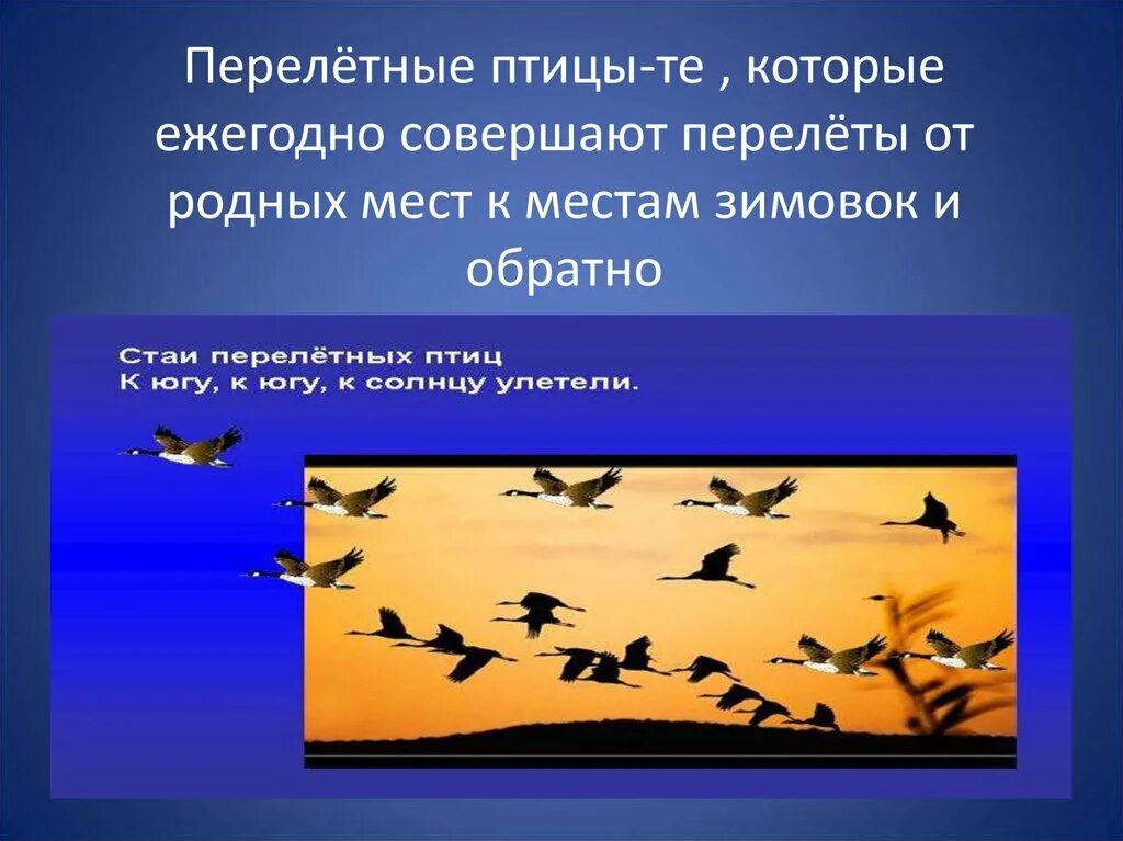 Перелетные птицы. Миграция птиц. Виды перелета птиц. Способы полета перелетных птиц. Методы полет птицы