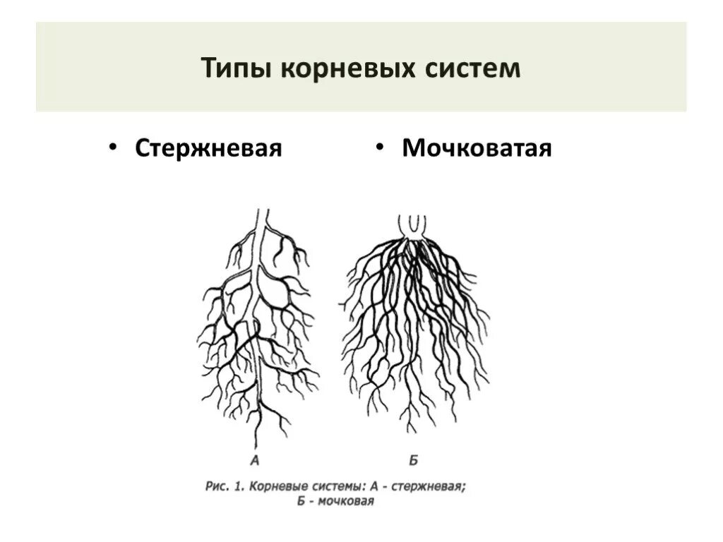 Ближнее корень. Стержневая и мочковатая корневая система. Схема стержневой и мочковатой корневых систем. Типы корневых систем стержневая и мочковатая. Типы корневых систем рисунок.