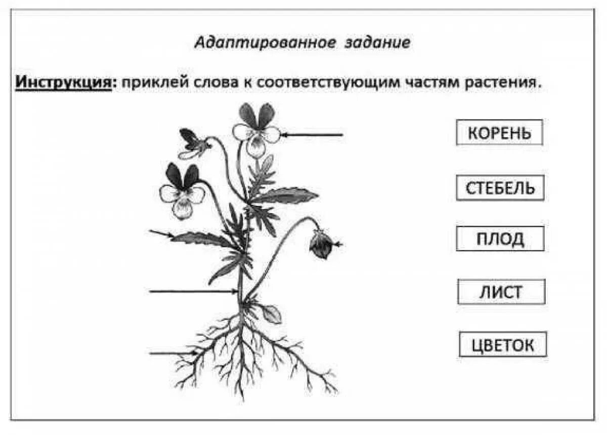 Части растений задания. Части растения 1 класс. Части растения 1 класс задания. Части растений раскраска.