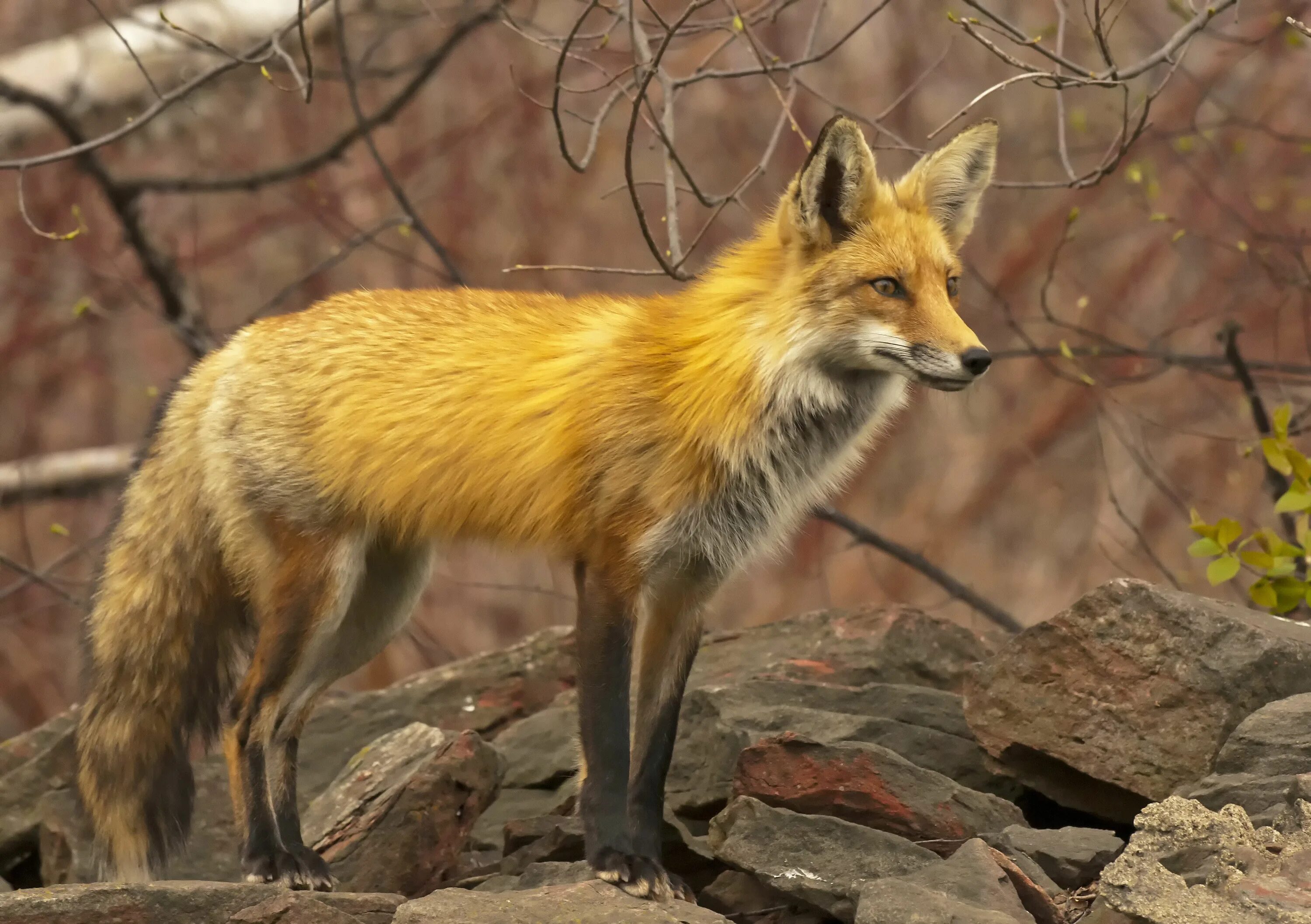 Лисица (Vulpes Vulpes). Анадырская обыкновенная лисица. Красная лисица обыкновенная. Горные лисы. Fox wild