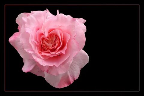 Rose noble