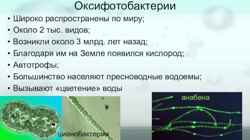 Функции цианобактерий. Характеристика подцарства архебактерии и оксифотобактерии. характеристика цианобактерий. цианобактерии строение. цианобактерии виды.