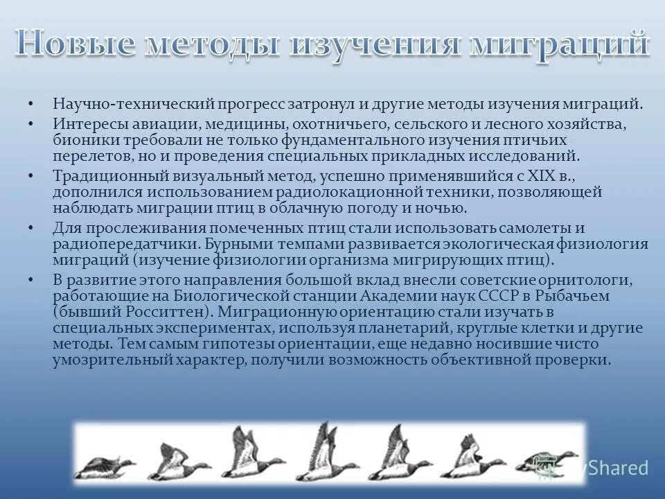 Миграция птиц. Сезонные миграции птиц. Алгоритм изучения птиц. Миграция животных и птиц. Куда мигрируют птицы.