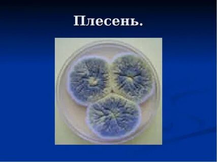 Плесень 4