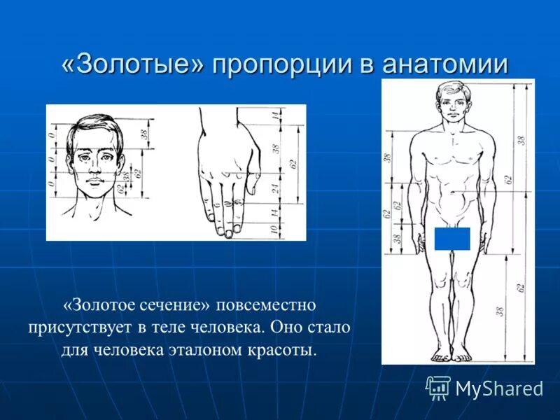 божественная пропорция золотое сечение. золотое сечение в анатомии. божественная пропорция. божественные пропорции человека. божественная пропорция и понятие золотое сечение.