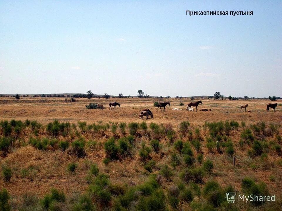 прикаспийская низменность пустыни и полупустыни. рын-пески астраханская область. республика калмыкия пустыни и полупустыни. прикаспийская низменность пустыня. прикаспийской низменности песок.