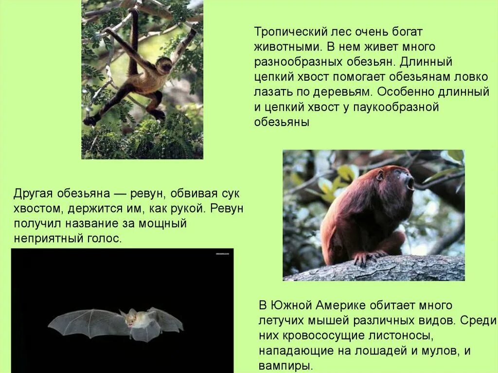 Тропические леса животные и растения. Животные обитающие в тропиках. О животных тропического леса. Растения и животные в тропических лесах. Тропический лес текст