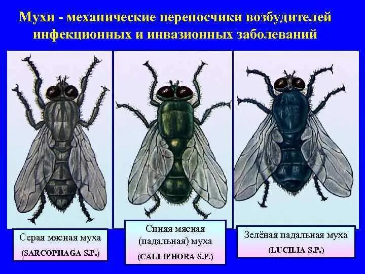 Насекомые вызывающие заболевания. Переносчики трансмиссивных заболеваний. Мухи переносчики заболеваний. Мухи переносчики возбудителей заболеваний. Механические переносчики возбудителей заболеваний.