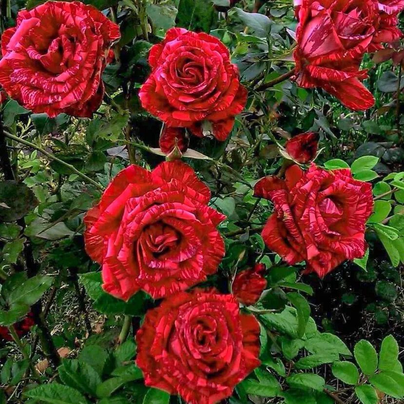 Розы 2024 питомник. Белый ароматный шраб. Розы 2024 питомник. Розы 2024 питомник. Розы 2024 питомник.