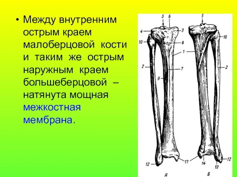 Покажите берцовую кость. Большеберцовая и малоберцовая кость анатомия. большеберцовая кость трубчатая. большеберцовая кость голени. головка малоберцовой кости анатомия.