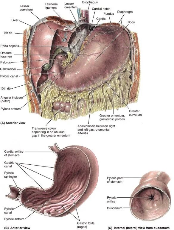 Пищевод 2023. Строение желудка луковица. Желудок анатомия человека. Анатомия желудка луковица. Постбульбарный отдел желудка.