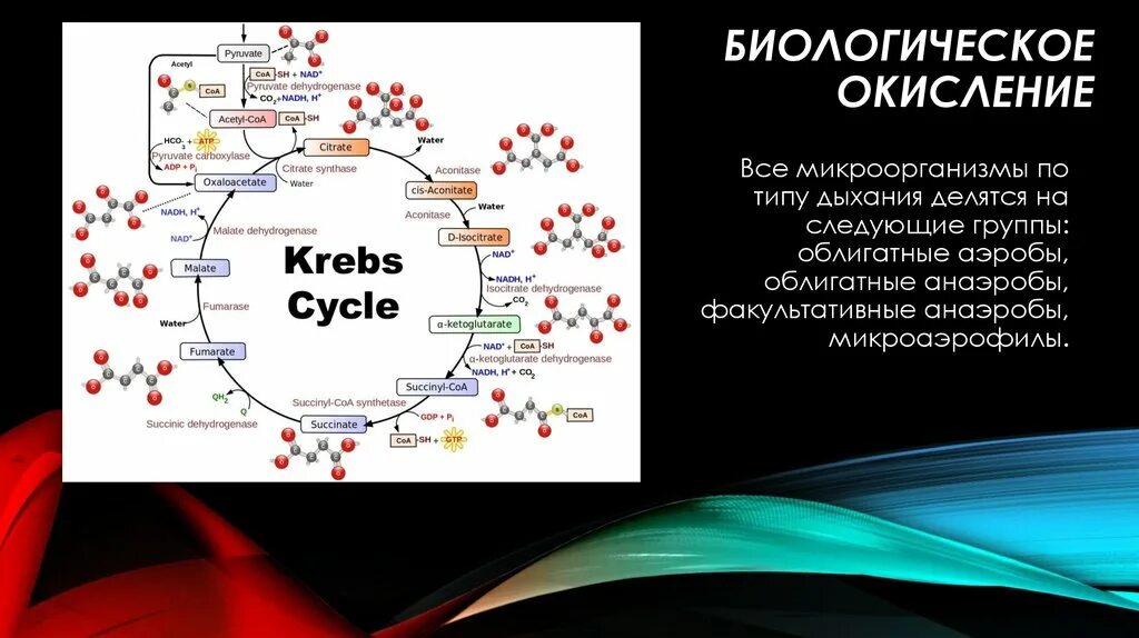 Значение биологического окисления для организма. Биологическое окисление микроорганизмов. биологическое окисление биохимия. биологическое окисление микробиология. схема биологического окисления бактерии.