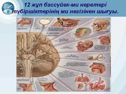 2 ағайынды әпкесін юбкамен сиқытып жатыр