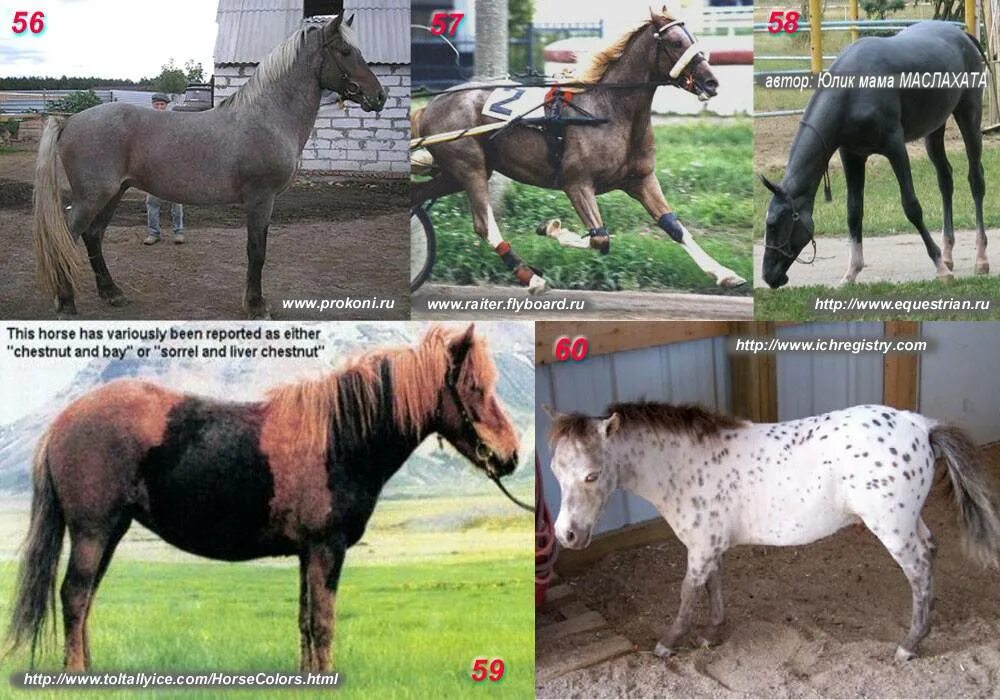 Британцы расцветки. Какой бывает окрас. Котята какие расцветки бывают. Расцветки британских кошек. Расцветки кошек названия.