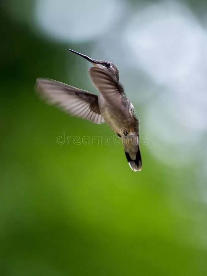Белоголовый орлан в полете. Birds fly low фото. Колибри-кокетки. Птица летает спиной вперед. Беркут в полете вид сверху.