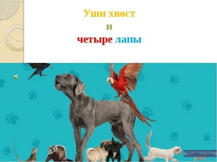Уши лапы и хвосты