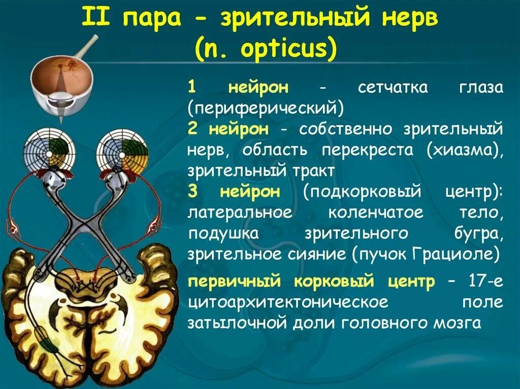 Зрительный нерв ЧМН. 2 Пара черепных нервов схема. II пара черепных нервов – n. Opticus – зрительный нерв. Зрительный нерв (II пара, 2 пара, вторая пара черепных нервов), n. Opticus. Два зрительных нерва