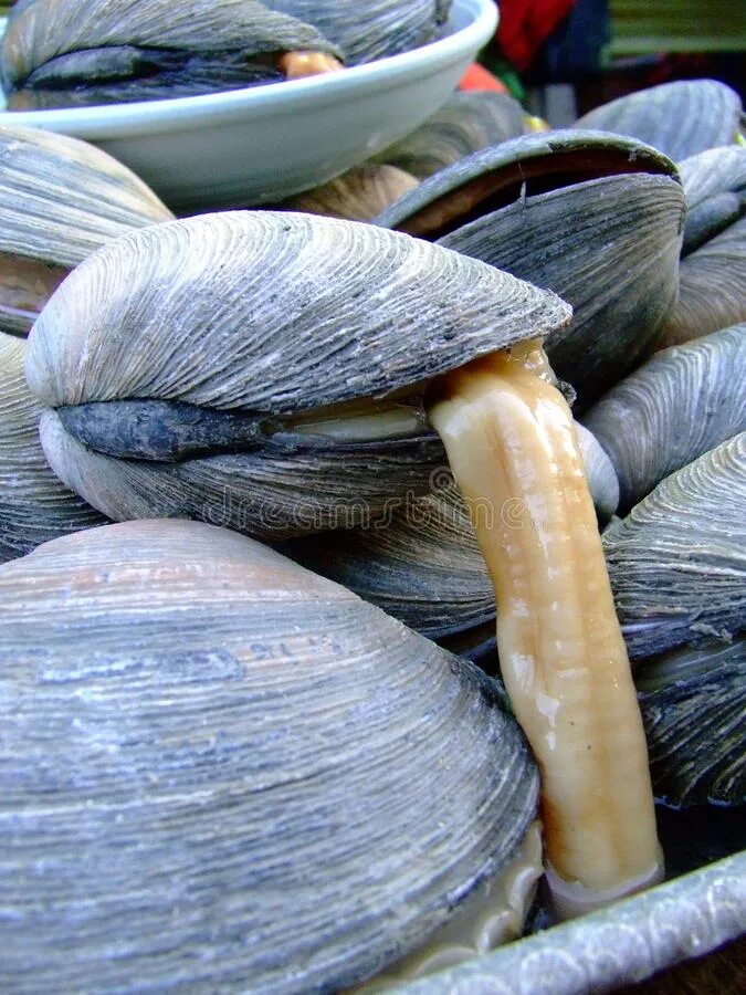 Мидии вид сверху. Беззубка моллюск движение. Premium mussels мидии. Новозеландские мидии киви. Класс двустворчатые мидии устрицы.