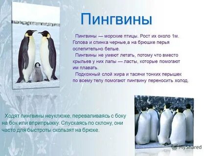 Текст пингвины 3 класс