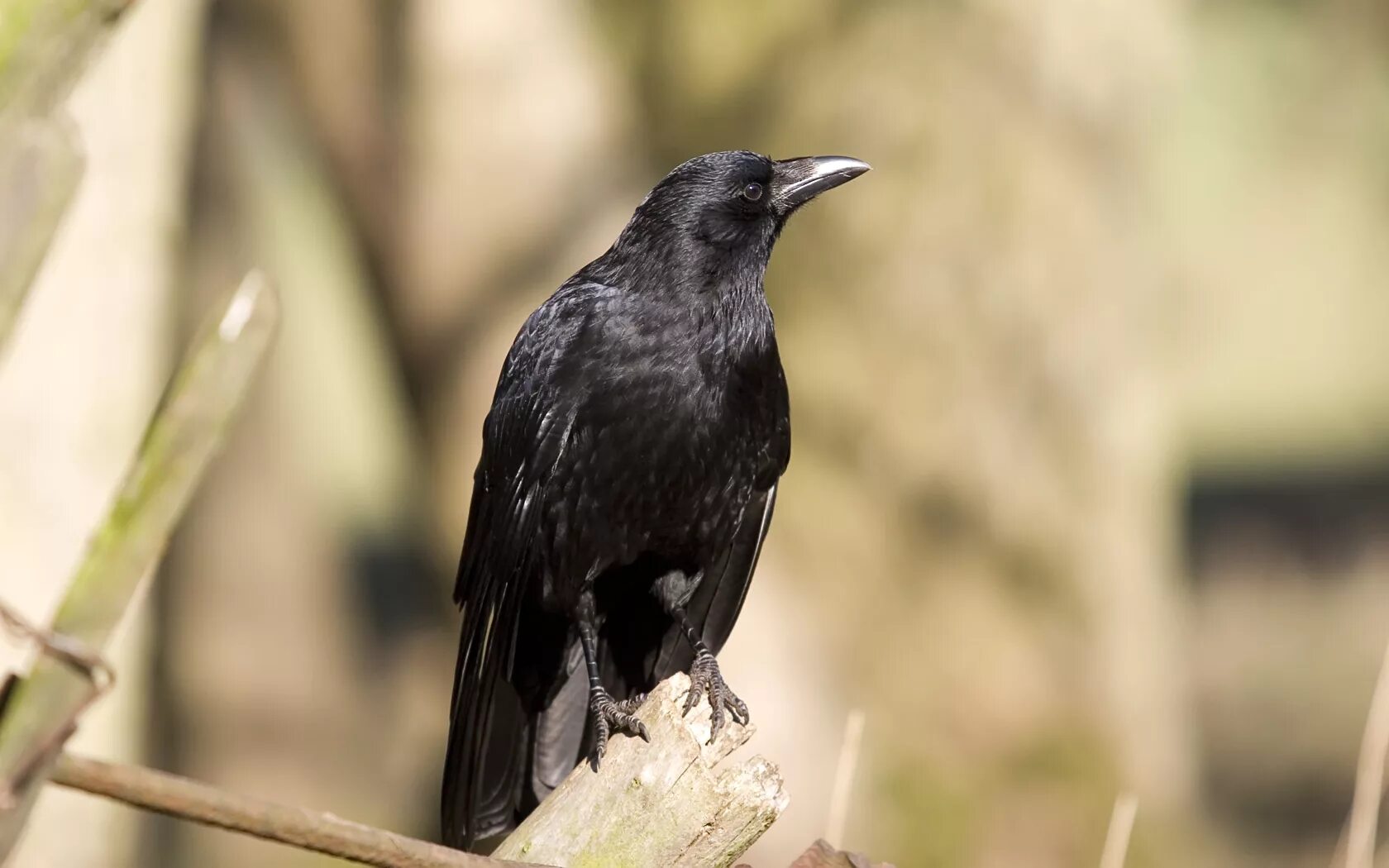 Отряд врановые. Отряд врановые. Галки семейство врановых. Птица семейства вороновых. Ворон врановые.
