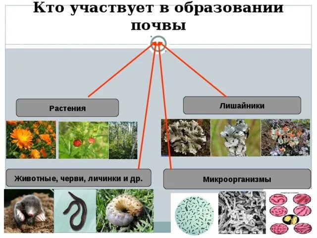 К какой группе обитателей почвы относятся микроорганизмы. Растения участвуют в образовании почвы. Что участвует в образовании почвы. Растительность участвует в образовании почвы. Кто учавствует в образование почвы.