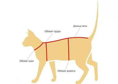 Как узнать размер кошки