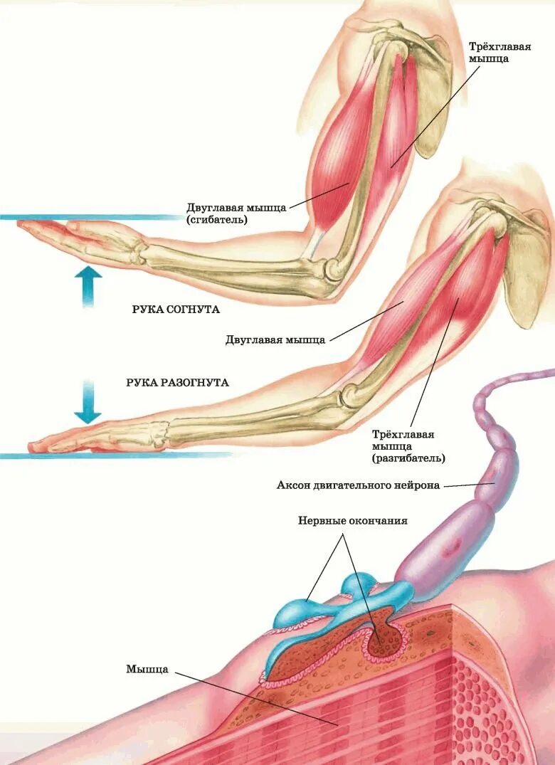 Мышцы приводящие в движение. Мышцы человека сгибатели разгибатели. Мышцы в руке человека разгибатель сгибатель. Мышцы сгибатели и разгибатели рисунок. Сгибательные мышцы рук.