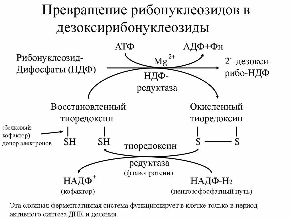 Атф восстанавливается. Синтез дезоксирибонуклеотидов биохимия. Схема синтеза дезоксирибонуклеотидов. Превращение АТФ В АДФ. Синтез дезоксирибонуклеотидов. Регуляция..