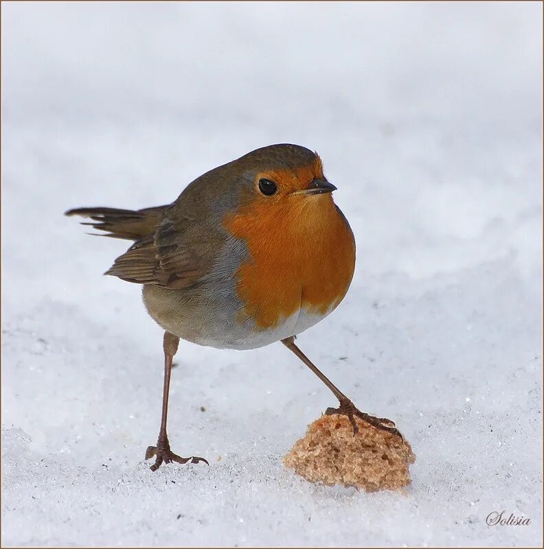 Птица синица московка. Чиж птица ленинградская область. Поползень приморья. Зарянка малиновка снегирь. Маленькая зимующая птичка.