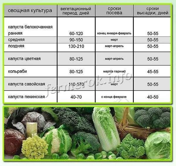 Когда сеять брокколи и цветную. Схема посадки рассады поздней капусты. пекинская капуста схема высадки рассады. схема посадки рассады пекинской капусты. схема посадки капусты брокколи в открытый грунт рассадой.