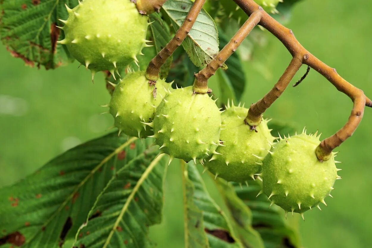 Каштан двудольный. Каштан съедобный (castanea sativa)*. Каштан конский дерево. Каштан дерево плоды. Конский каштан обыкновенный плод.