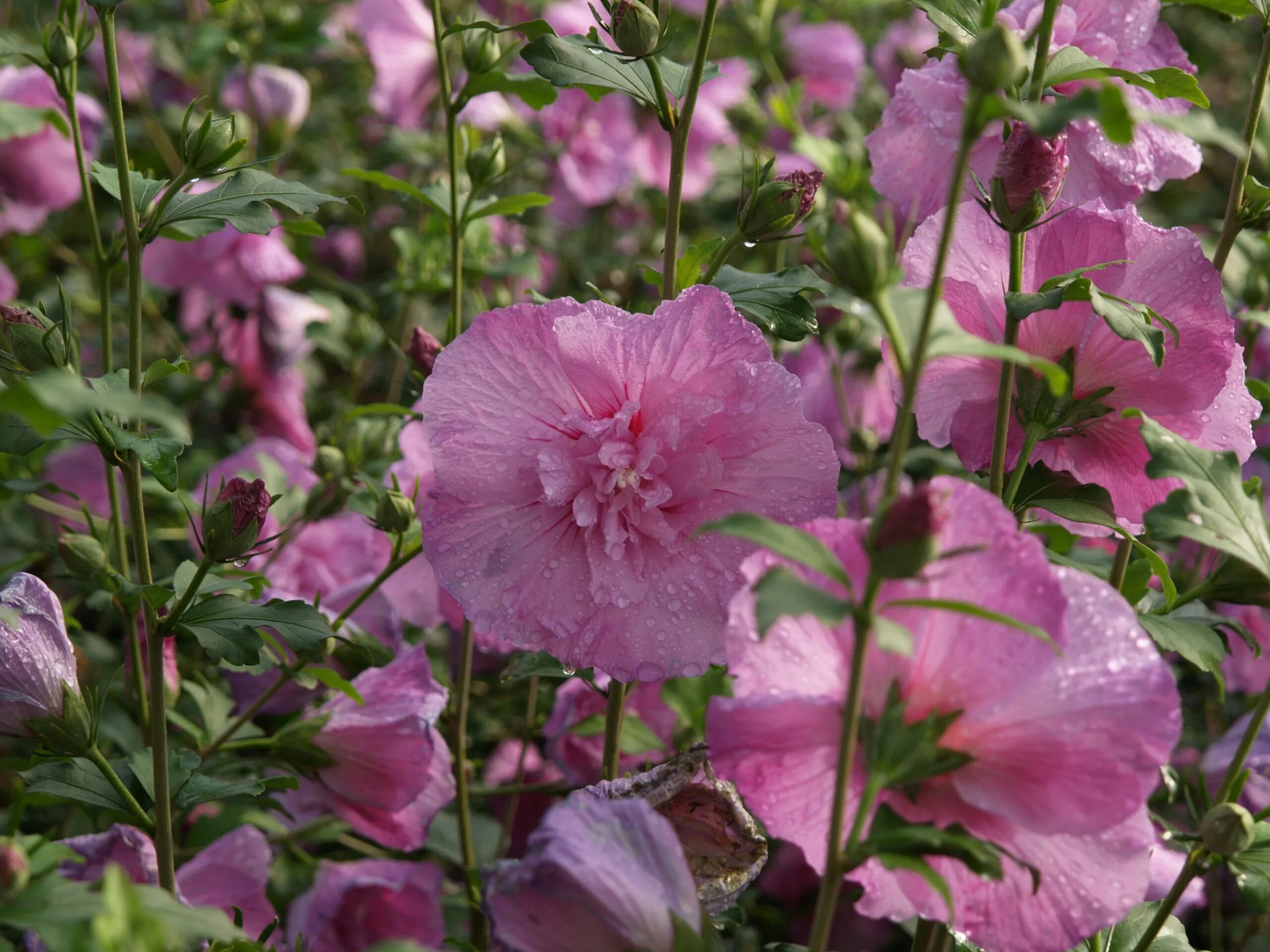 Гибискус маджента шифон. Hibiscus syriacus magenta chiffon. Гибискус маджента шифон. Гибискус сирийский magenta chiffon. Гибискус syriacus lavender.
