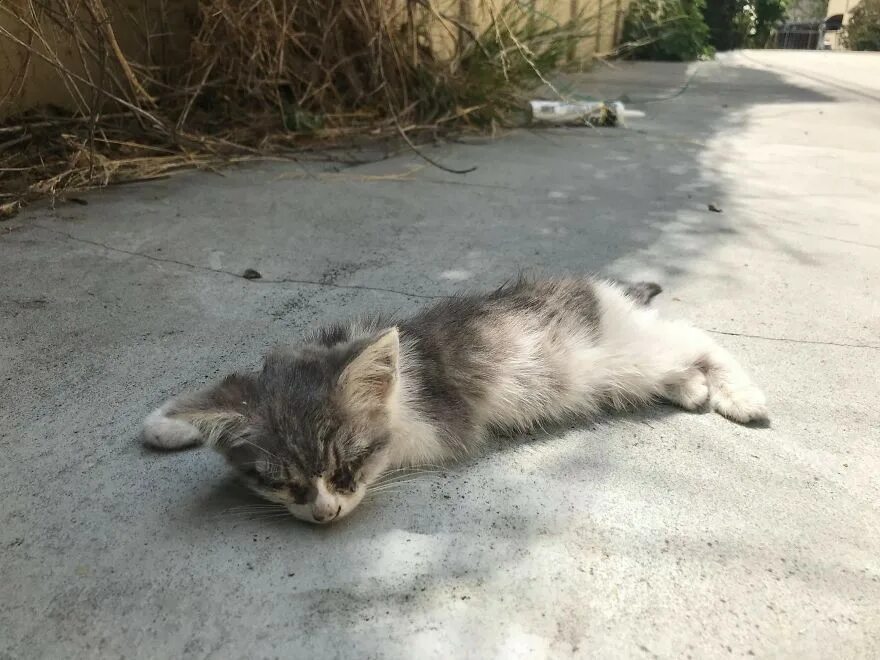 Как найти котенка на улице. Брошенный котенок. брошенные котята на улице. котенок выброшенный на улицу.