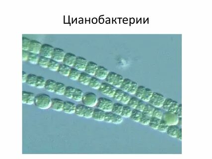 Второе название цианобактерий