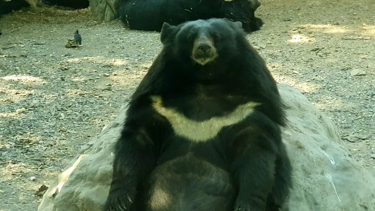 Живого медведя видео. Гималайский медведь в дупле. Медведь живущий в дупле. Внедорожник медведь. Гималайский медведь алладин.